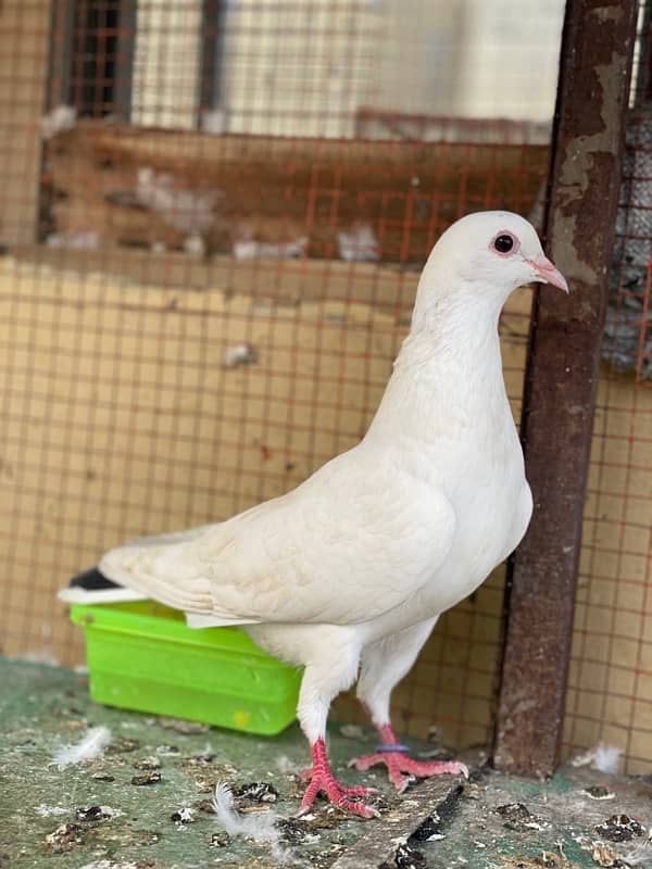 Female Fancy Sherazi urgent for sale 03049088713 1