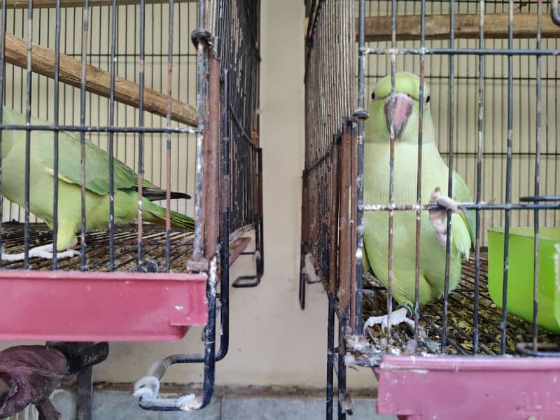 parrots 2