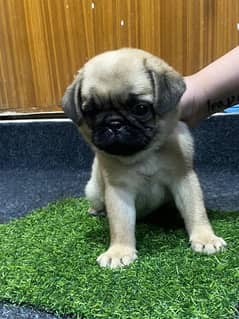 Pug puppies / Puppies / dogs for sale/Pug babies / Pugs