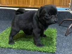 Pug puppies / Puppies / dogs for sale/Pug babies / Pugs