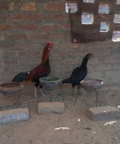 aseel  pair for sale 03134887138