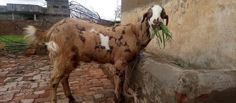 goat for sale 0