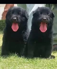 Black German Shepherd Pair | German Shepherd Puppies For Sale