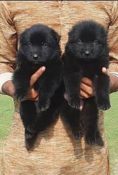 Black German Shepherd Pair | German Shepherd Puppies For Sale 0