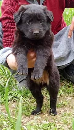 Black German Shepherd Long Coat Puppy | German Shepherd Female Puppy