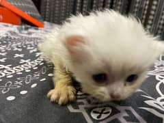 persian cat 25 days old healthy baby double coat