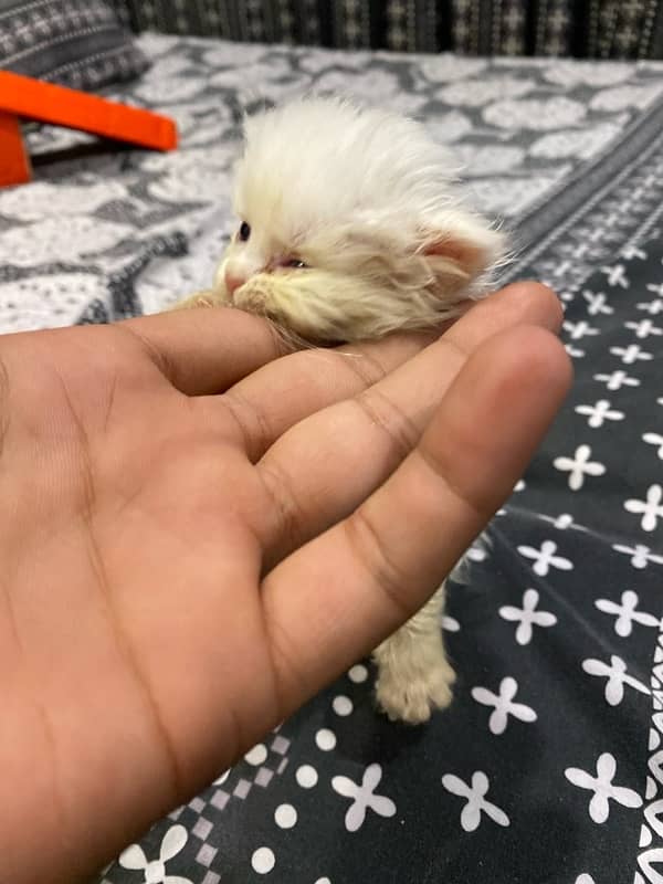 persian cat 25 days old healthy baby double coat 1