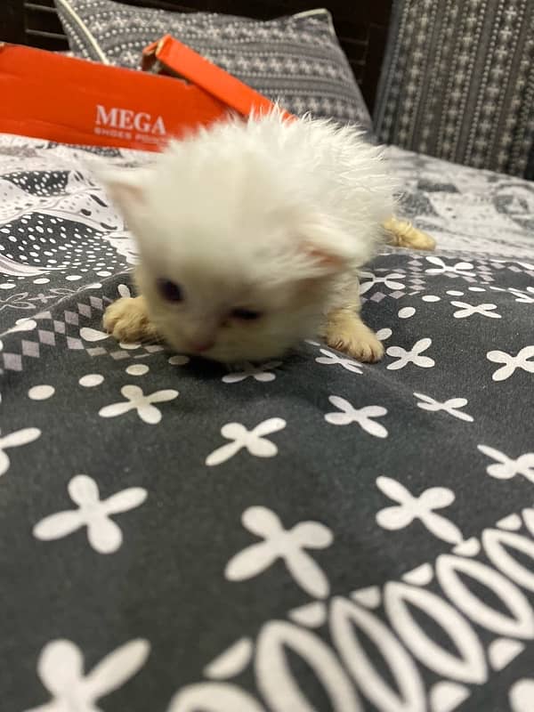 persian cat 25 days old healthy baby double coat 2