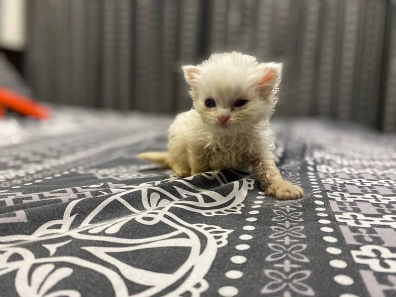 persian cat 25 days old healthy baby double coat 3