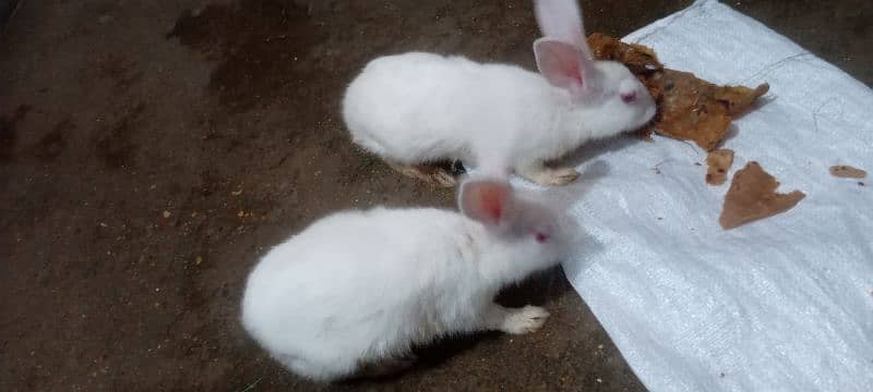 2 white Rabbits Female 1