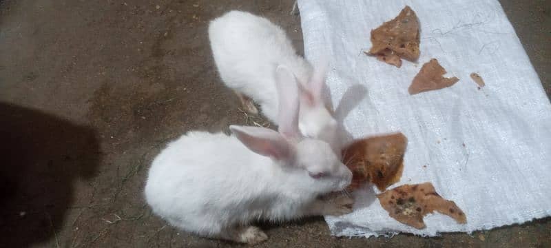 2 white Rabbits Female 2