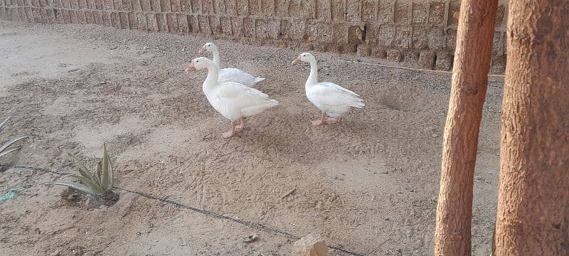 karbalai pigeon. german beauty duck batakh 4