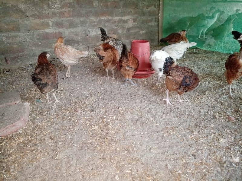 Healthy Desi Hens for Sale – Pure Breed, Free Range, Affordable Prices 2