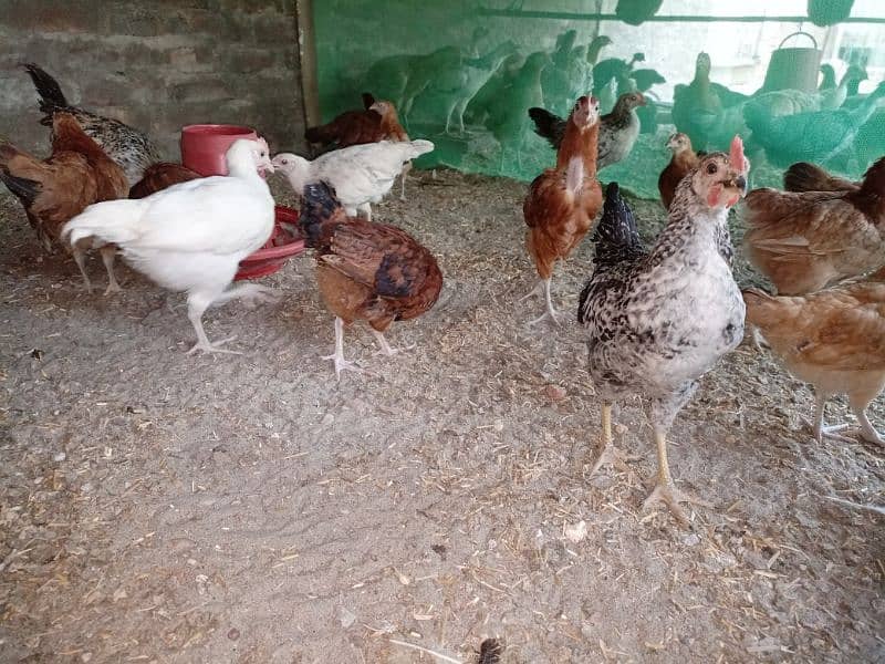 Healthy Desi Hens for Sale – Pure Breed, Free Range, Affordable Prices 3