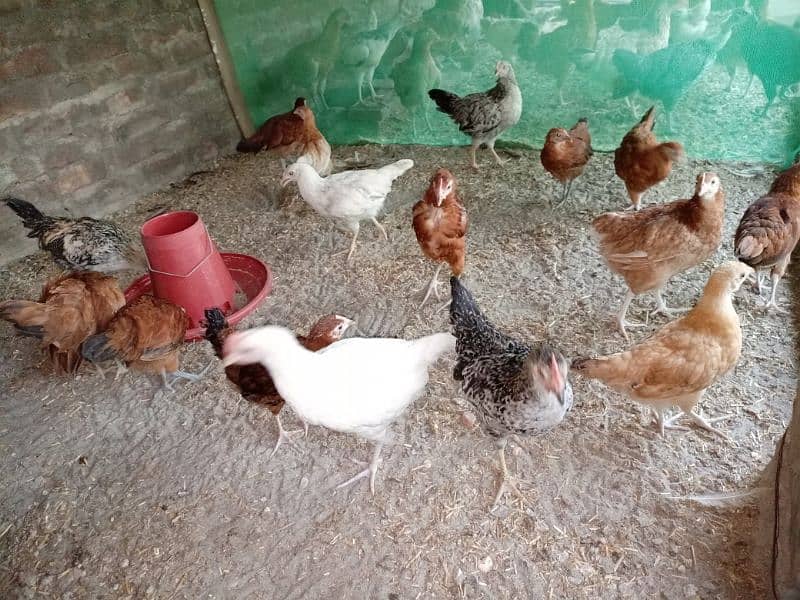 Healthy Desi Hens for Sale – Pure Breed, Free Range, Affordable Prices 4