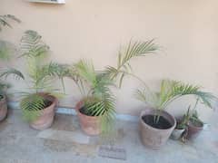 Plants for Sale