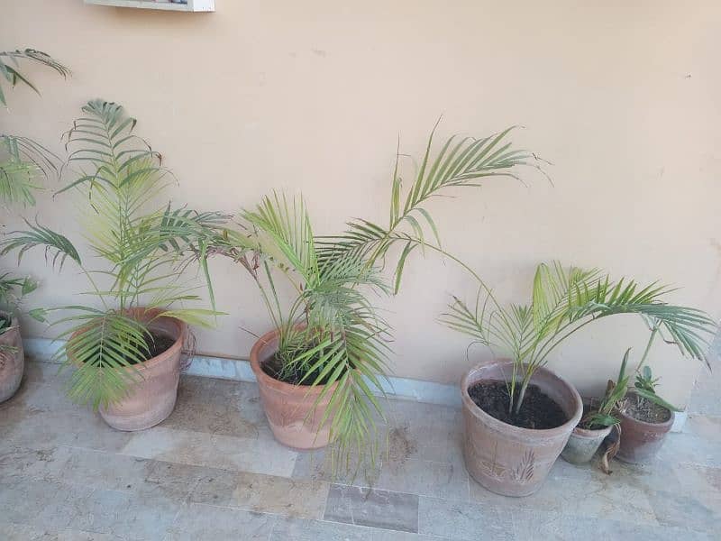 Plants for Sale 0