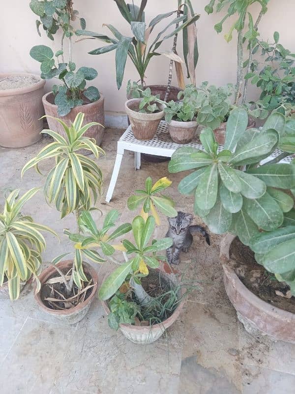 Plants for Sale 4