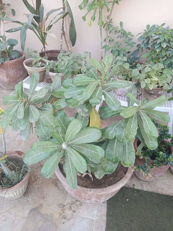 Plants for Sale 5