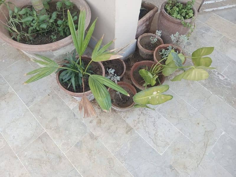 Plants for Sale 6