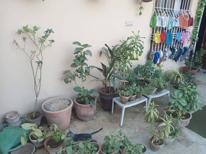 Plants for Sale 9