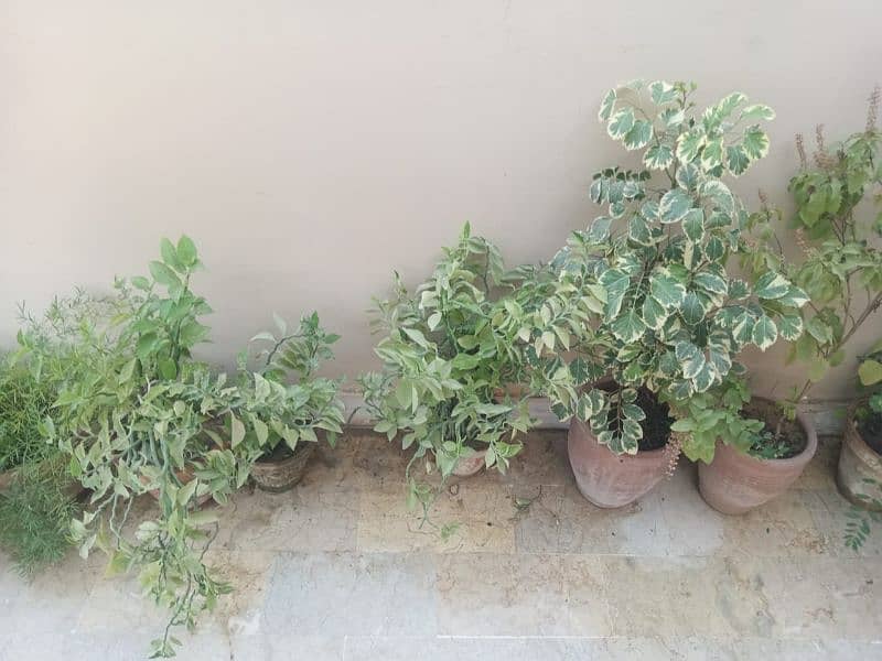 Plants for Sale 10