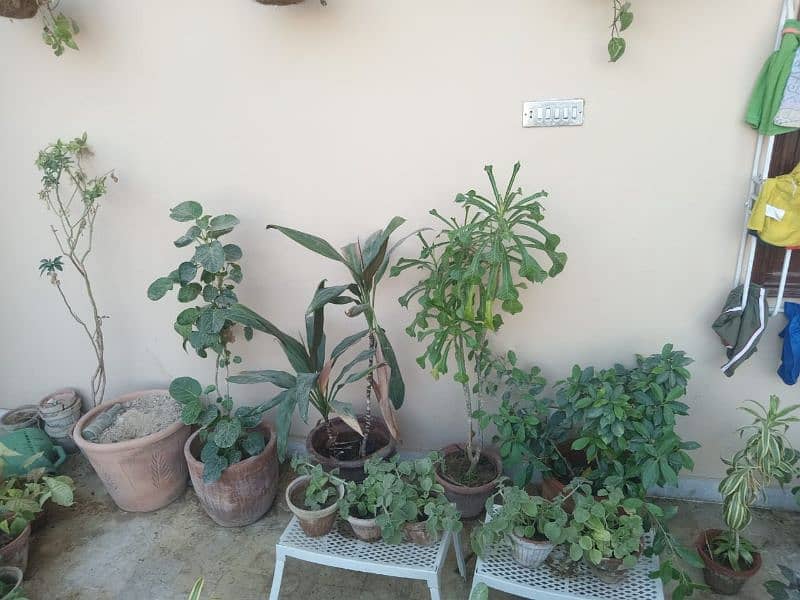 Plants for Sale 11