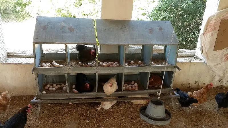 golden misri hens / egg laying hens / desi hens / desi eggs / eggs 2