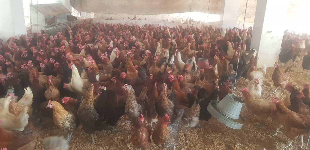 golden misri hens / egg laying hens / desi hens / desi eggs / eggs 3