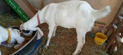 Gulabi bakra and bakri for sale