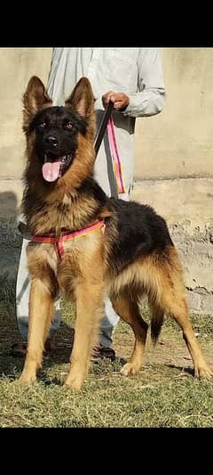 Alsatian dog male age 10 month full security dog