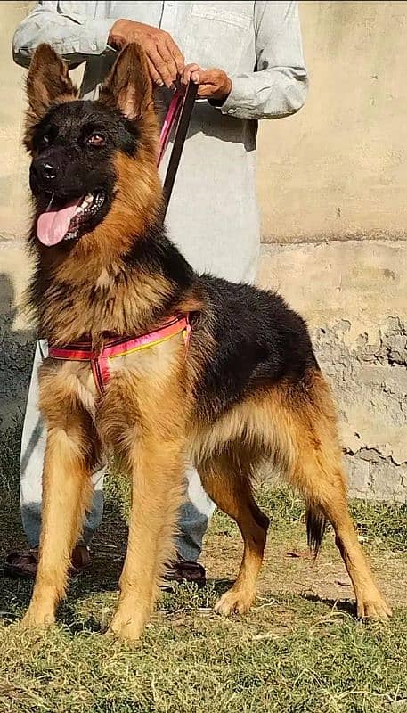 Alsatian dog male age 10 month full security dog 1