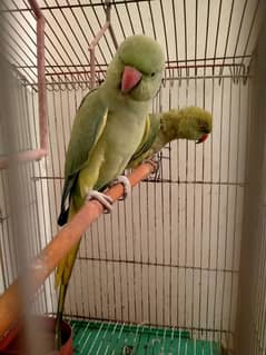 Green parrot 2 Female Parrot with cage