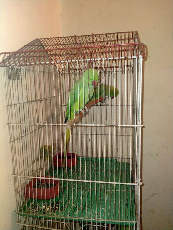 Green parrot 2 Female Parrot with cage 1