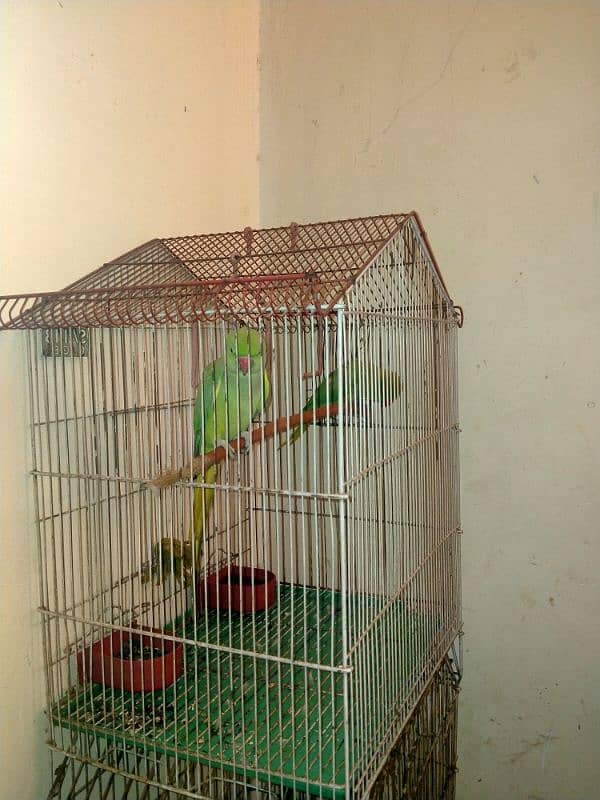 Green parrot 2 Female Parrot with cage 2