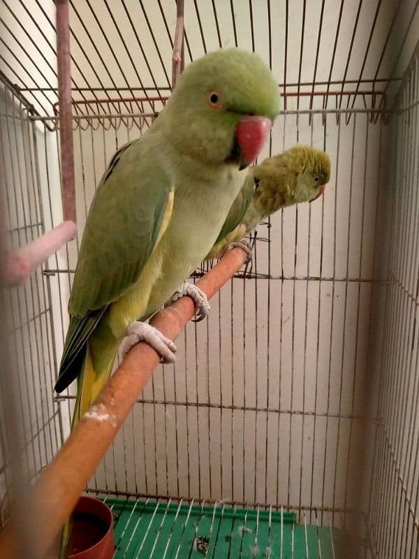 Green parrot 2 Female Parrot with cage 3