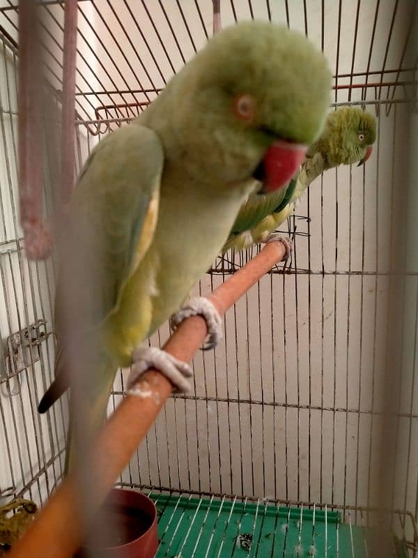 Green parrot 2 Female Parrot with cage 4