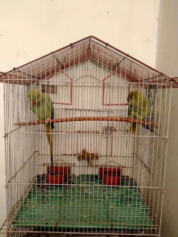 Green parrot 2 Female Parrot with cage 5