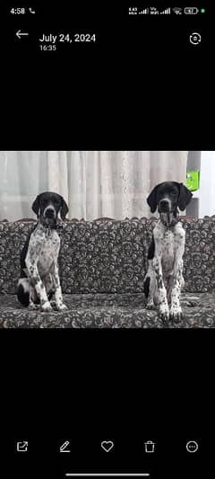 English pointer male