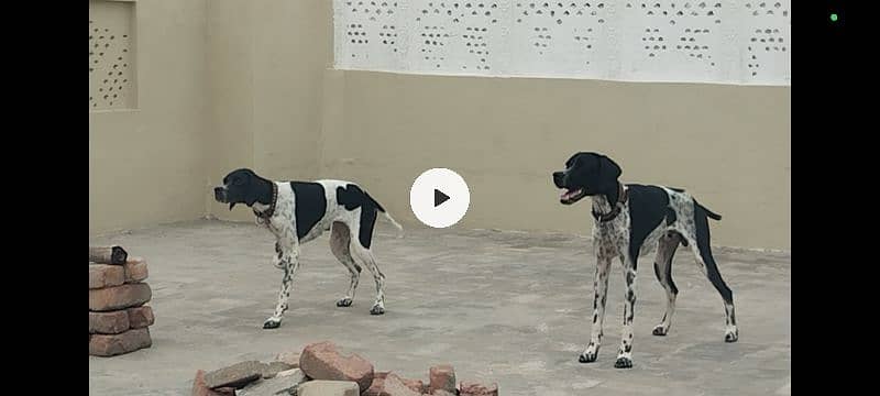 English pointer male 2