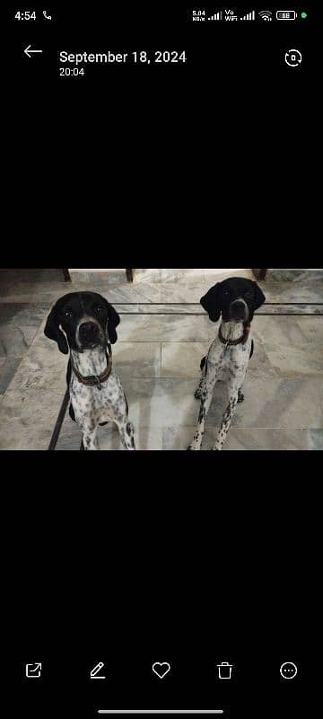 English pointer male 3