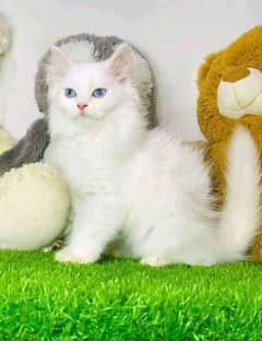 Persian cat for sale female or male my WhatsApp, 0329=41=13=492