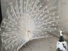 White Peacock Breeder Male