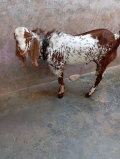 Makkho Cheeni Bakra