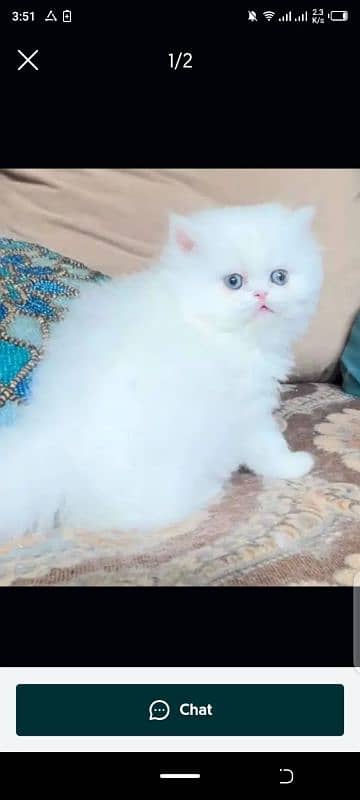 Persian cat for sale female aur Mel my WhatsApp 0329=41=13=492 1