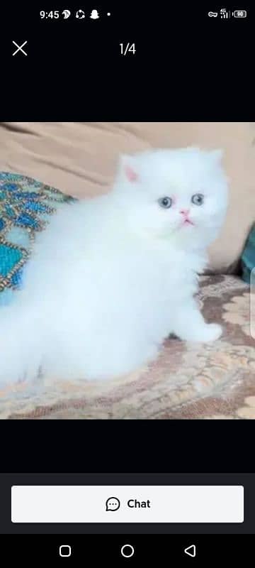 Persian cat for sale female aur Mel my WhatsApp 0329=41=13=492 2