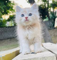 Pure Persian Kittens Available