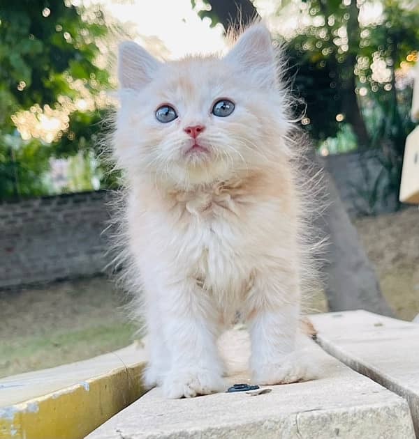 Pure Persian Kittens Available 0