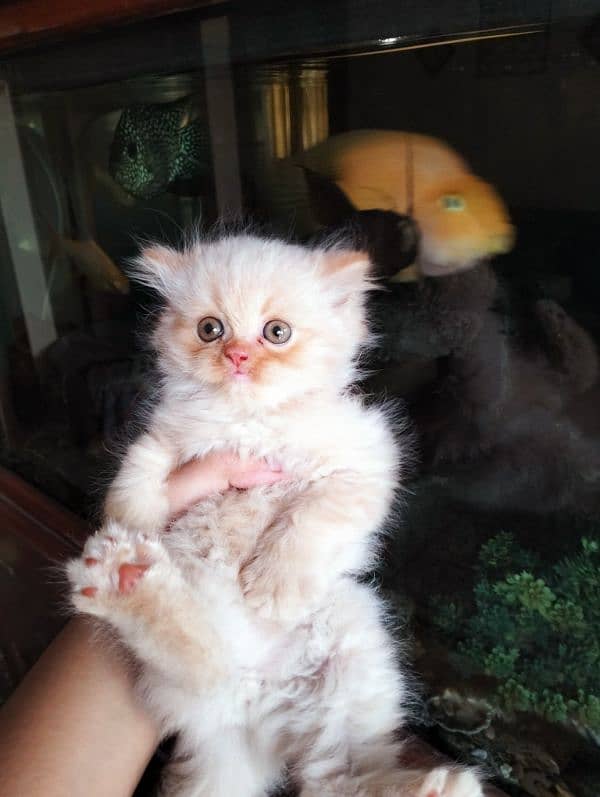 cat for sale/persian kitten/punch face cat/triple coated kitten/ 4