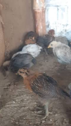 Hens / Chicken / Chicks / Murgi / Murgian / Chozy For Sale